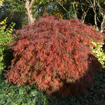 Acer palmatum var. dissectum - 'Crimson Queen' Japanese Maple