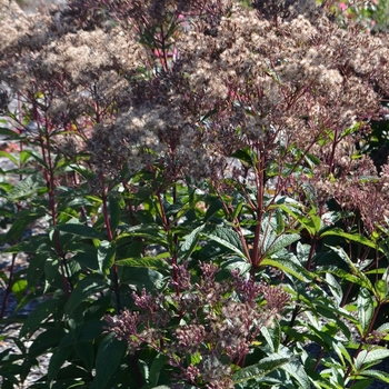 Eupatorium dubium - 'Baby Joe' Joe Pye Weed