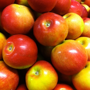 Malus domestica - 'McIntosh' Apple