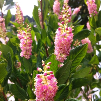 Clethra alnifolia - 'Ruby Spice' Summersweet