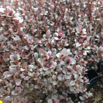 Berberis thunbergii - 'Concorde' Barberry