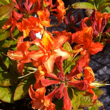 Rhododendron Northern Lights hybrid - 'Mandarin Lights' Azalea