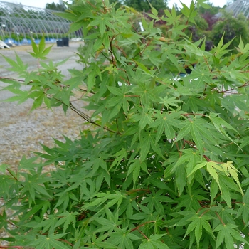 Acer palmatum - Japanese Maple