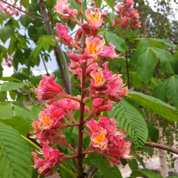 Aesculus x carnea - 'Ft. McNair' Red Horsechestnut