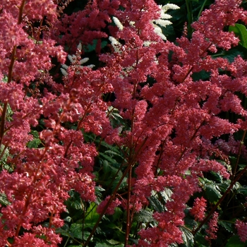 Astilbe x arendsii - 'Fanal' False Spirea