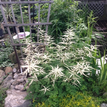 Aruncus - 'Misty Lace' Dwarf Goat's Beard