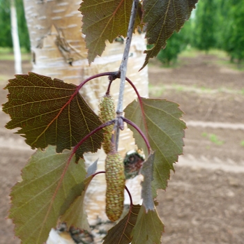 Betula - 'Royal Frost®' Birch