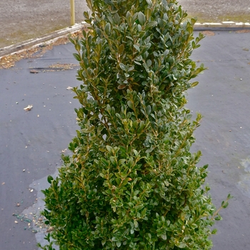 Buxus - 'Green Mountain' Boxwood