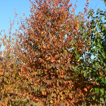 Carpinus caroliniana - American Hornbeam