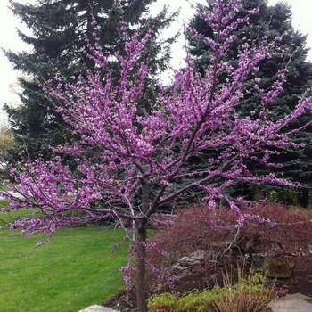 Cercis canadensis - Eastern Redbud