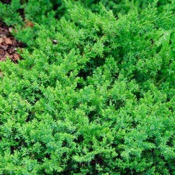 Juniperus procumbens - 'Nana' Japanese Garden Juniper