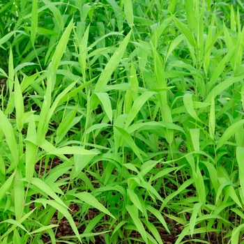 Chasmanthium latifolium - Northern Sea Oats