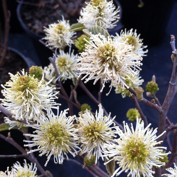 Fothergilla gardenii - Dwarf Fothergilla