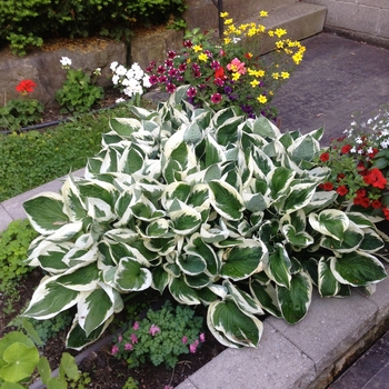 Hosta - 'Patriot' Hosta, Plantain Lily