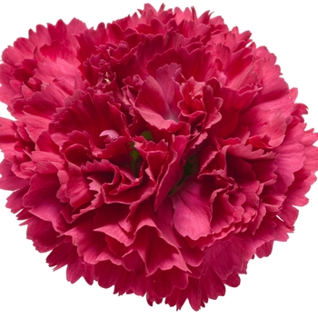 Dianthus (Pinks) - Fruit Punch® 'Cranberry Cocktail'