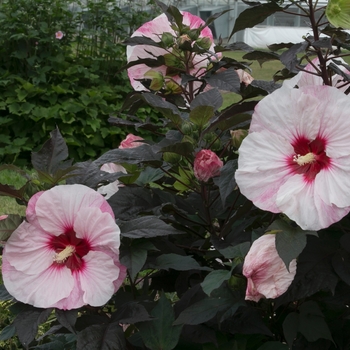 Hibiscus (Rose Mallow) - Summerific® 'Perfect Storm'