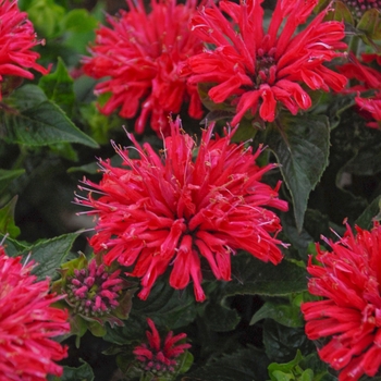 Monarda didyma - 'Pardon My Cerise' Bee Balm