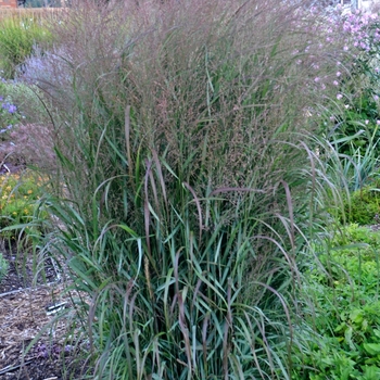 Panicum virgatum (Switch Grass) - Prairie Winds® 'Apache Rose'