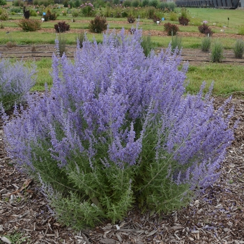 Perovskia atriplicifolia - 'Denim 'n Lace' Russian Sage