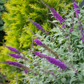 Buddleia - 'Miss Violet' Butterfly Bush