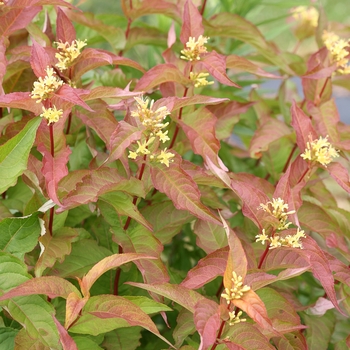 Diervilla (Bush Honeysuckle) - Kodiak® 'Orange'