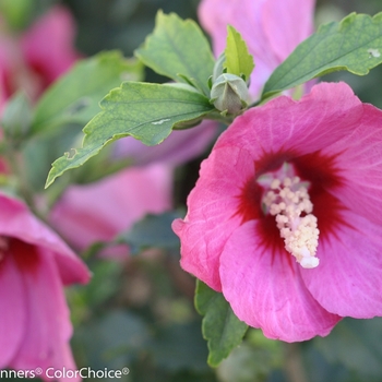 Hibiscus syriacus - 'Lil' Kim® Red' Rose of Sharon