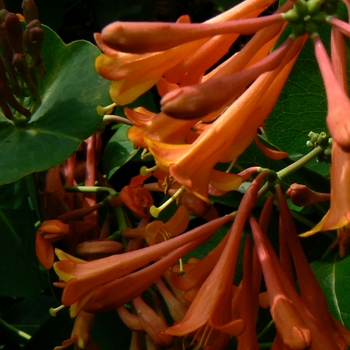 Lonicera x brownii - 'Dropmore Scarlet' Trumpet Honeysuckle