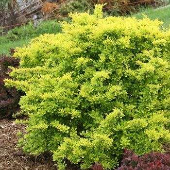 Berberis thunbergii - 'Sunjoy Citrus®' Barberry