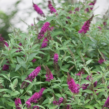 Buddleia - 'Miss Molly' Butterfly Bush