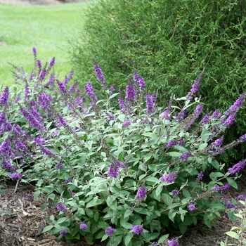 Buddleia (Butterfly Bush) - Lo & Behold® 'Blue Chip Jr.'