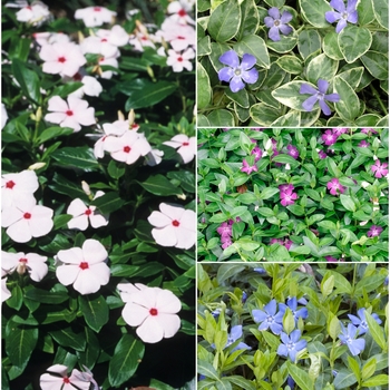 Vinca - Assorted Vinca Vine, Myrtle