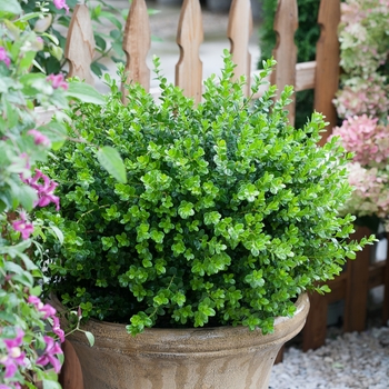 Buxus microphylla - 'Sprinter®' Boxwood