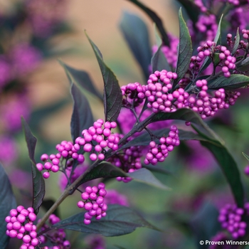 Callicarpa - 'Pearl Glam®' Beautyberry