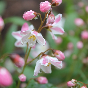 Deutzia - Yuki Cherry Blossom®