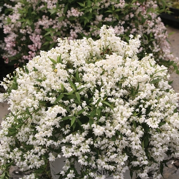 Deutzia - Yuki Snowflake®