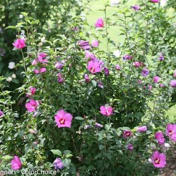 HIbiscus syriacus - 'Lil' Kim® Violet' Rose of Sharon