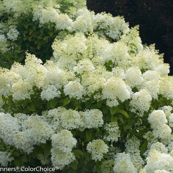 Hydrangea paniculata - 'Bobo®' Panicle Hydrangea