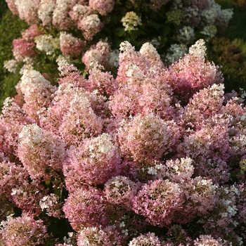 Hydrangea paniculata - 'Bobo®' Panicle Hydrangea