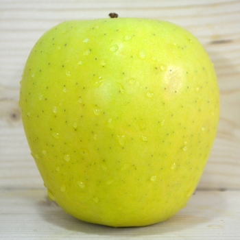 Malus domestica - 'Golden Delicious' Apple