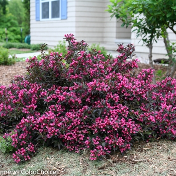 Weigela florida - Spilled Wine®