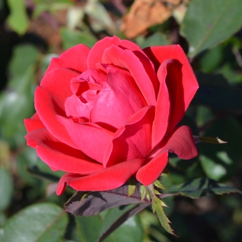 Rosa (Shrub Rose) - Knock Out® Double