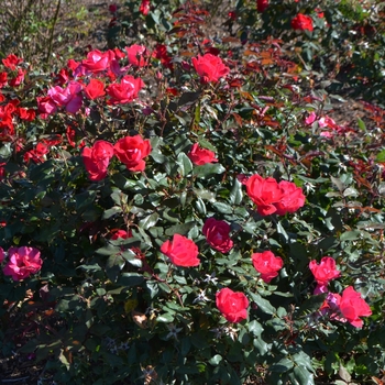 Rosa - Shrub Rose