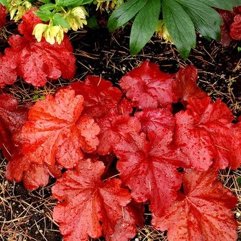 Heuchera - 'Fire Alarm' Coral Bells