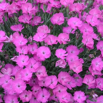 Dianthus - 'Paint the Town Fuchsia' Pinks