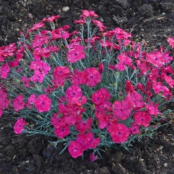 Dianthus - 'Paint the Town Magenta' Pinks