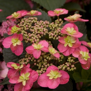 Hydrangea serrata - 'Tuff Stuff™' Mountain Hydrangea