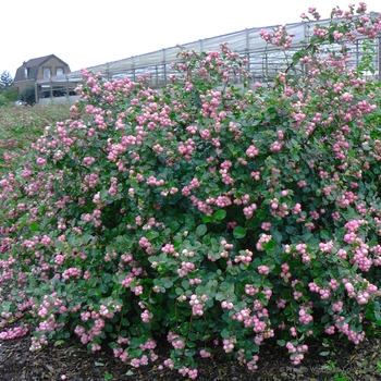 Symphoricarpos - 'Proud Berry®' Coral Berry