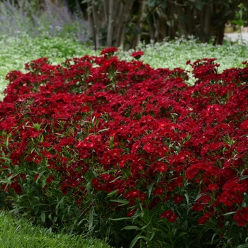 Dianthus (Sweet William) - Rockin'™ 'Red'