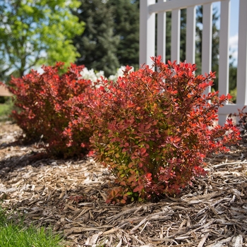 Berberis thunbergii - 'Toscana™' Barberry