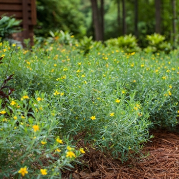 Hypericum kalmianum - Cobalt-n-Gold™